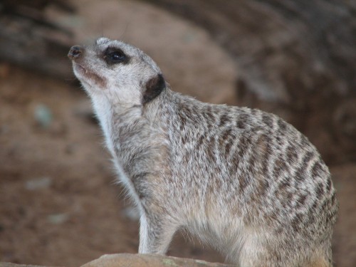 Meerkat at Monarto Zoo, South Australia Meerkat at Monarto Zoo, South Australia