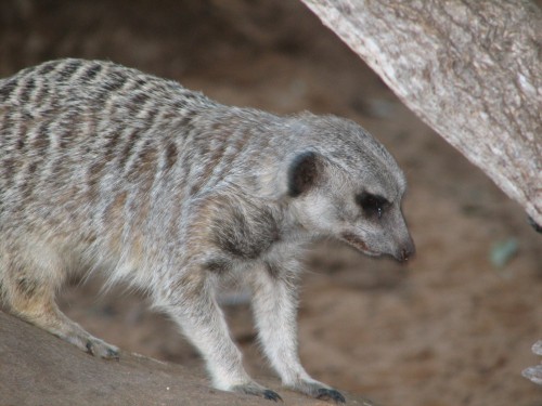Meerkat at Monarto Zoo, South Australia Meerkat at Monarto Zoo, South Australia