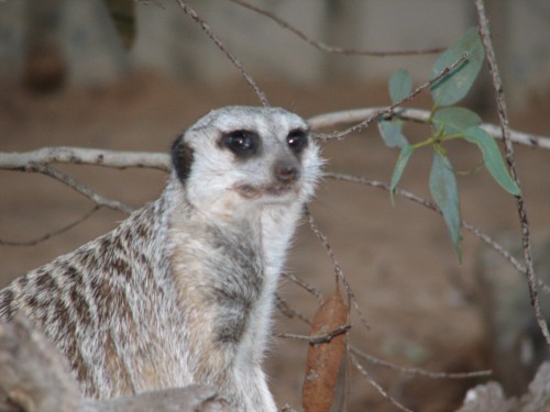 Meerkat at Monarto Zoo, South Australia Meerkat at Monarto Zoo, South Australia