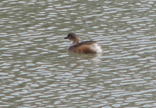 Australasian Grebe, Lake Roberts, Lameroo, South Australia Australasian Grebe, Lake Roberts, Lameroo, South Australia