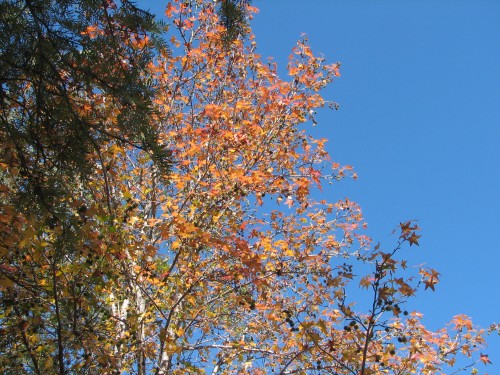 Autumn leaves at the Dog on the Tuckerbox, Gundagai, NSW Autumn leaves at the Dog on the Tuckerbox, Gundagai, NSW
