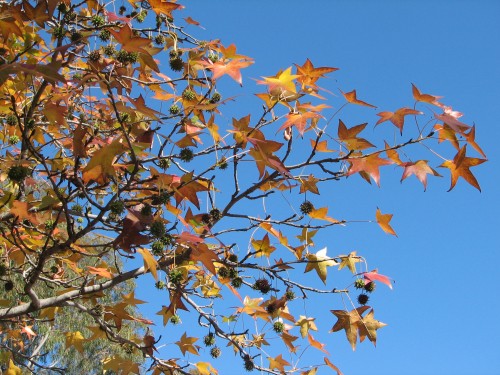 Autumn leaves at the Dog on the Tuckerbox, Gundagai, NSW Autumn leaves at the Dog on the Tuckerbox, Gundagai, NSW