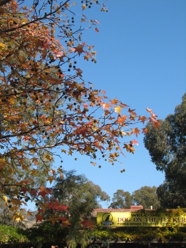 Autumn leaves at the Dog on the Tuckerbox, Gundagai, NSW