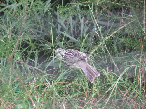 Striped Honeyeater, Taronga Park Zoo, Sydney
