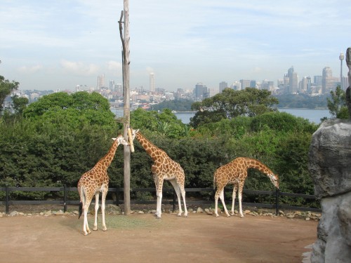 Giraffes at Taronga Zoo, Sydney