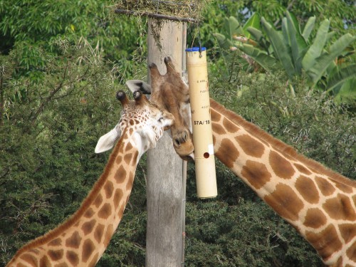 Giraffes at Taronga Zoo, Sydney