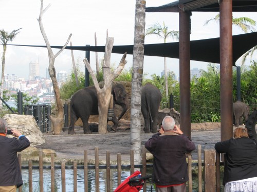 Elephant enclosure, Taronga Zoo, Sydney
