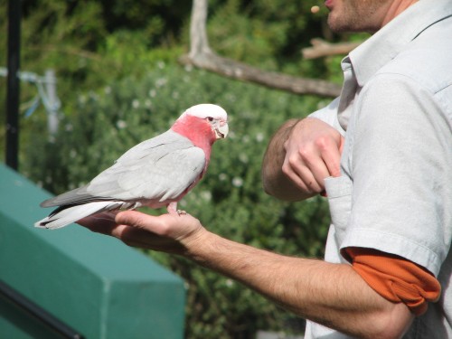 Galah taking part in the Free Flight Bird Show, Taronga Zoo, Sydney