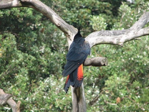 Red-tailed Black-cockatoos, Bird Show, Taronga Zoo, Sydney