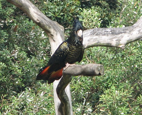 Red-tailed Black-cockatoos, Bird Show, Taronga Zoo, Sydney