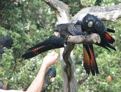 Red-tailed Black-cockatoos, Bird Show, Taronga Zoo, Sydney
