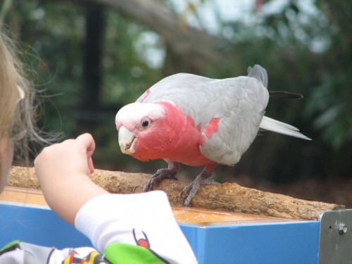 Galah taking part in the Free Flight Bird Show, Taronga Zoo, Sydney