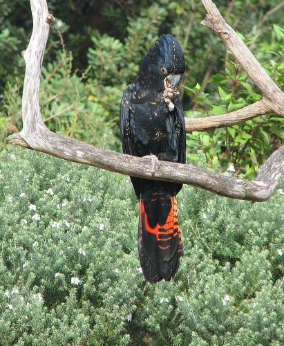 Red-tailed Black-cockatoos, Bird Show, Taronga Zoo, Sydney