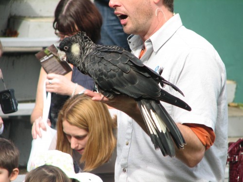 Long-billed Black-cockatoo, Taronga Zoo, Sydney
