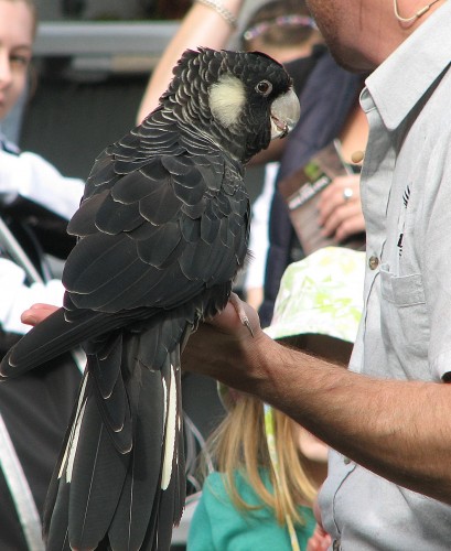 Long-billed Black-cockatoo, Taronga Zoo, Sydney