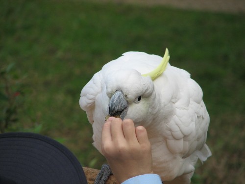 Sulphur Crested Cockatoo, Free Flight Bird Show, Taronga Zoo, Sydney