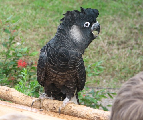 Long-billed Black-cockatoo, Taronga Zoo, Sydney