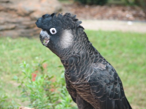 Long-billed Black-cockatoo, Taronga Zoo, Sydney