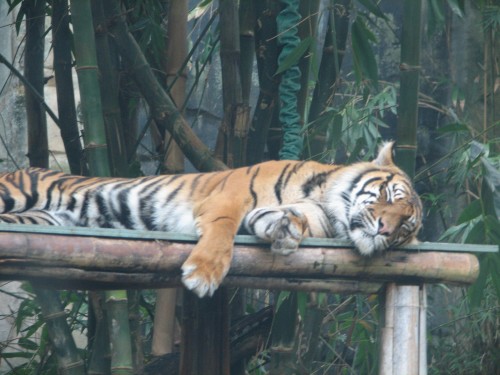 Tiger, Taronga Zoo, Sydney
