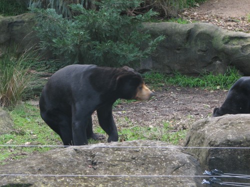 Malayan Sun Bear, Taronga Zoo, Sydney
