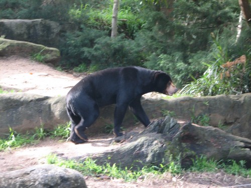 Malayan Sun Bear, Taronga Zoo, Sydney