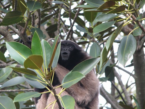 Mueller's Gibbon, Taronga Zoo, Sydney
