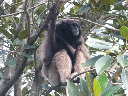 Mueller's Gibbon, Taronga Zoo, Sydney
