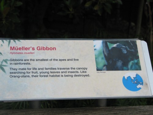 Mueller's Gibbon, Taronga Zoo, Sydney