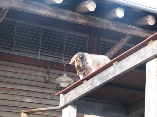 Goats in the children's zoo, Taronga, Sydney