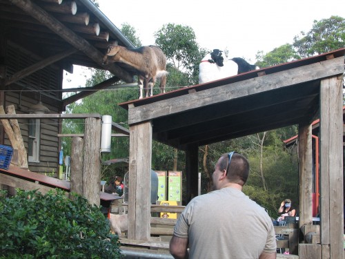 Goats in the children's zoo, Taronga, Sydney