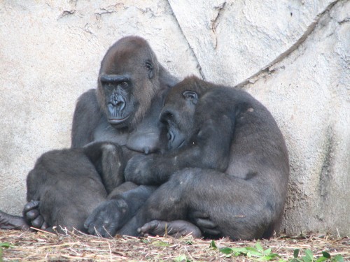 Gorillas, Taronga Zoo, Sydney