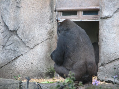 Gorilla, Taronga Zoo, Sydney