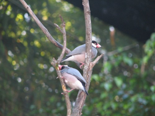 Java Sparrow, Taronga Zoo, Sydney