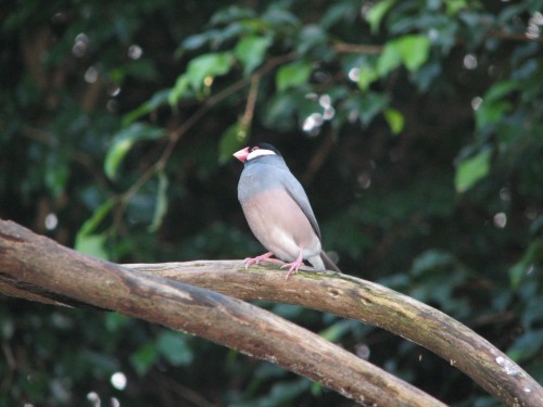 Java Sparrow, Taronga Zoo, Sydney