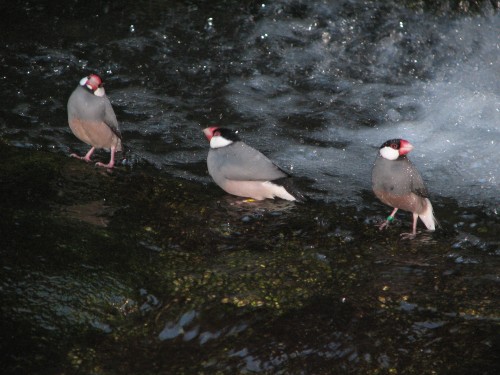 Java Sparrow, Taronga Zoo, Sydney