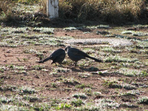 Apostle Birds, Rankins Springs, NSW