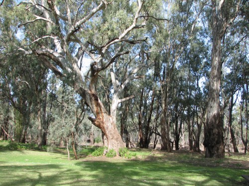 On the banks of the Murrumbidgee River, Balranald