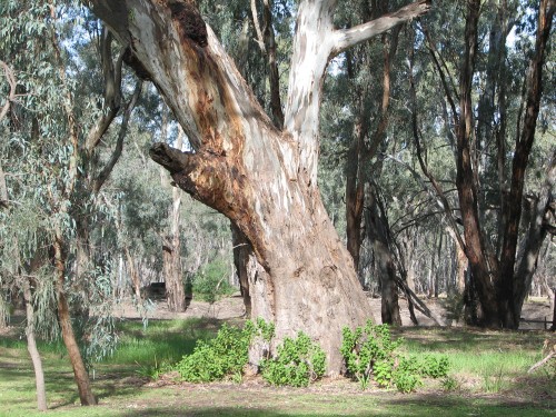 On the banks of the Murrumbidgee River, Balranald