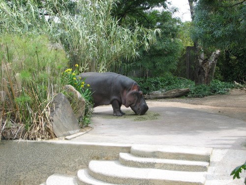 Hippopotamus, Adelaide Zoo