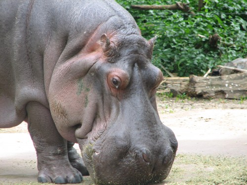 Hippopotamus, Adelaide Zoo