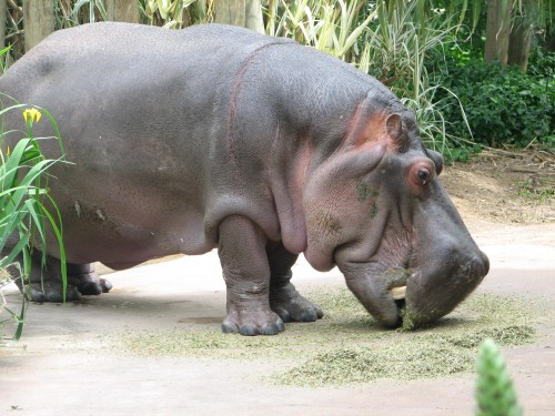 Hippopotamus, Adelaide Zoo
