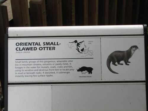 Oriental small-clawed otter, Adelaide Zoo