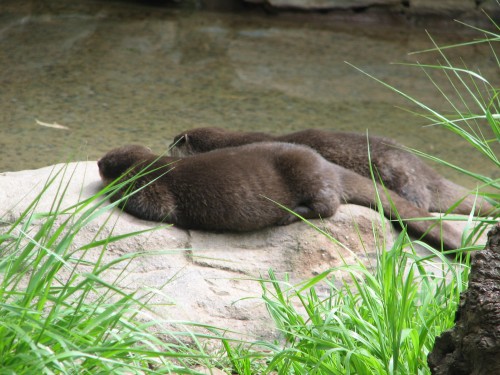 Oriental small-clawed otter, Adelaide Zoo