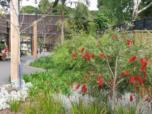 Flowers at the Adelaide Zoo