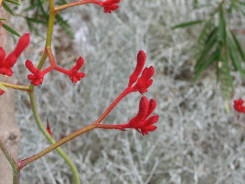 Flowers at the Adelaide Zoo