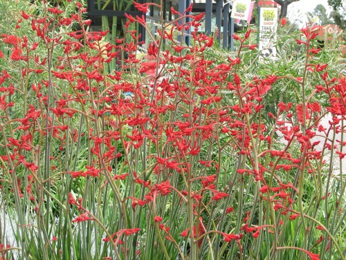 Flowers at the Adelaide Zoo