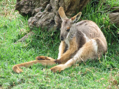 Yellow-footed Rock Wallaby, Adelaide Zoo