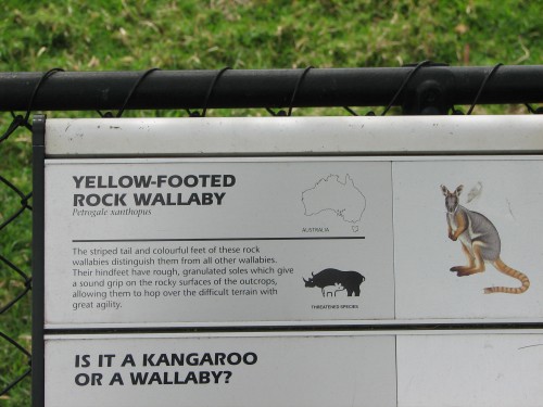 Yellow-footed Rock Wallaby, Adelaide Zoo