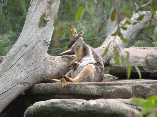 Yellow-footed Rock Wallaby, Adelaide Zoo