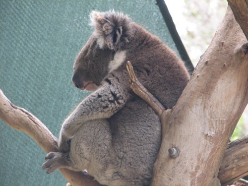 Sleepy Koala at Adelaide Zoo